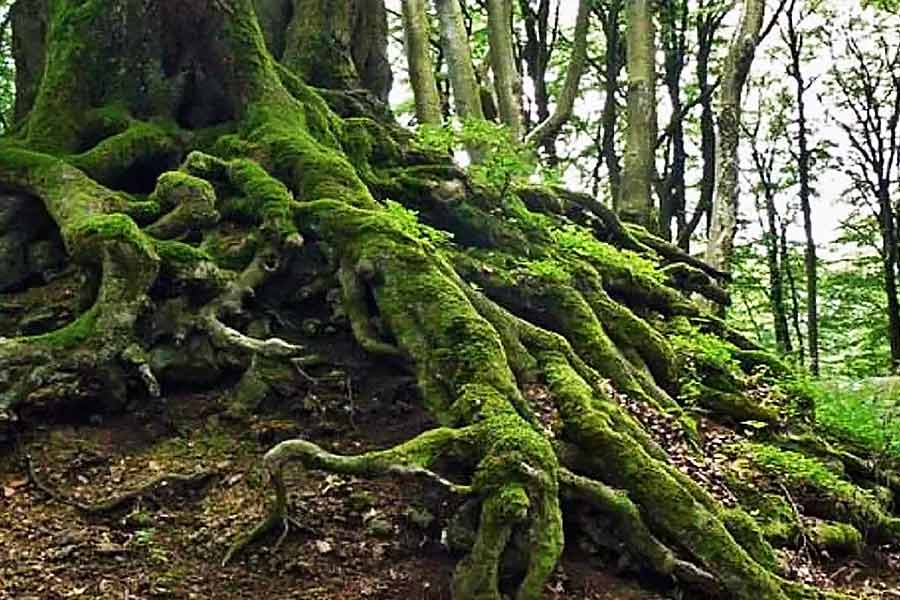 Image of 'Great Grandfather' tree of Chile