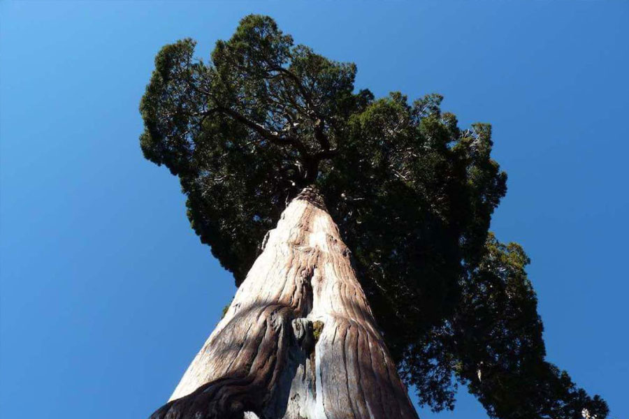 Image of 'Great Grandfather' tree of Chile