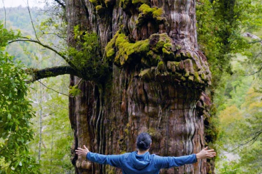 Image of 'Great Grandfather' tree of Chile