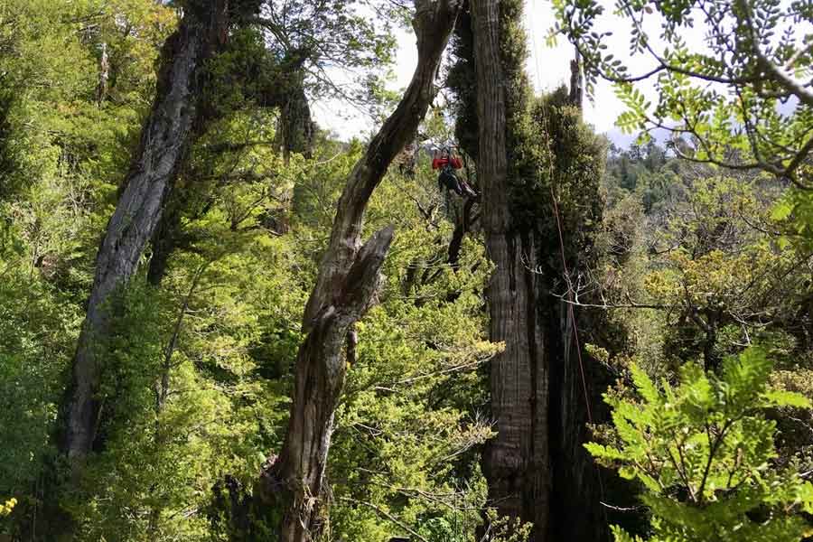 Image of 'Great Grandfather' tree of Chile
