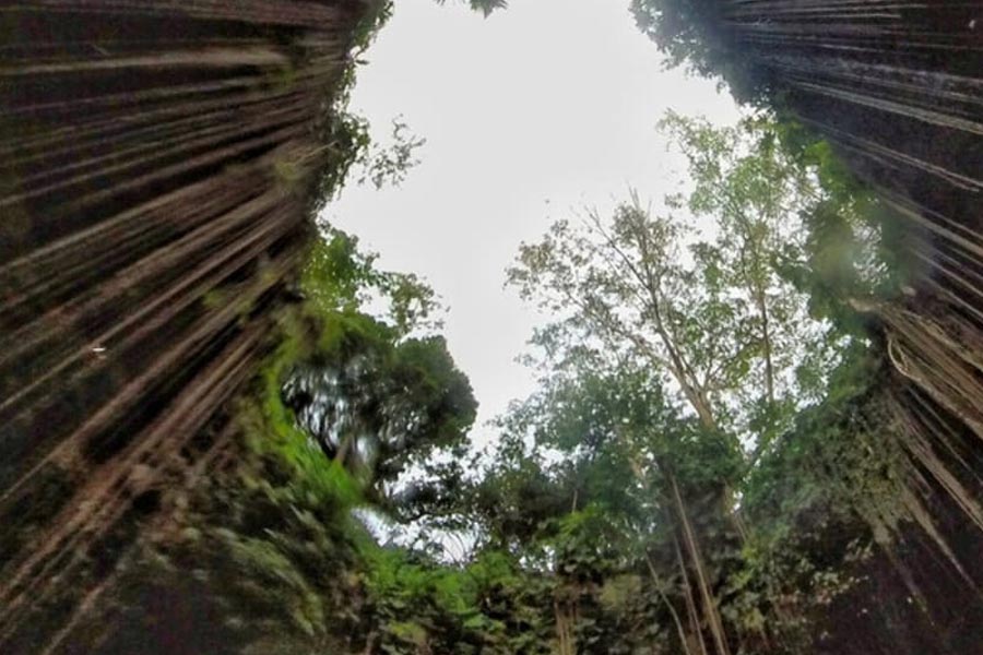 Image of 'Great Grandfather' tree of Chile
