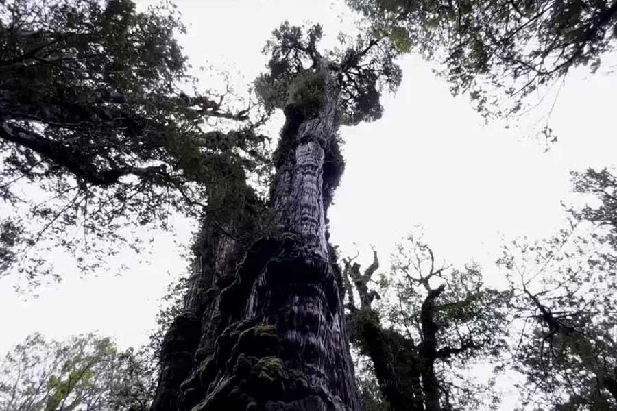 Image of 'Great Grandfather' tree of Chile