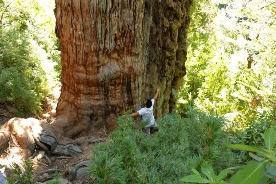 Image of 'Great Grandfather' tree of Chile