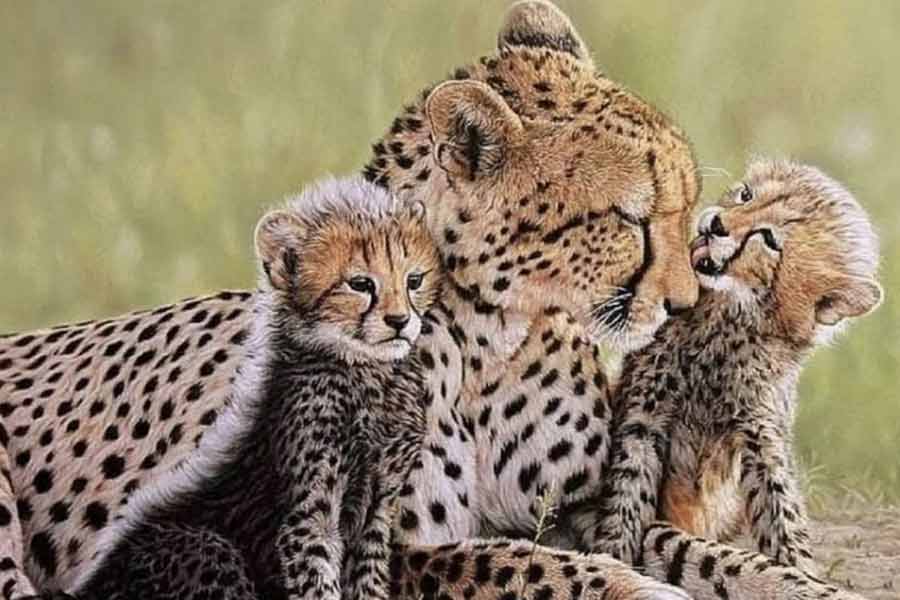Two month old cheetah cub dies at Kuno National Park, fourth death since 27 March 2023