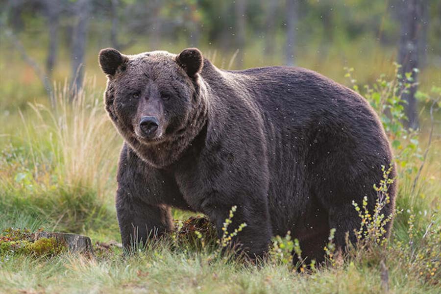 representative photo of bear