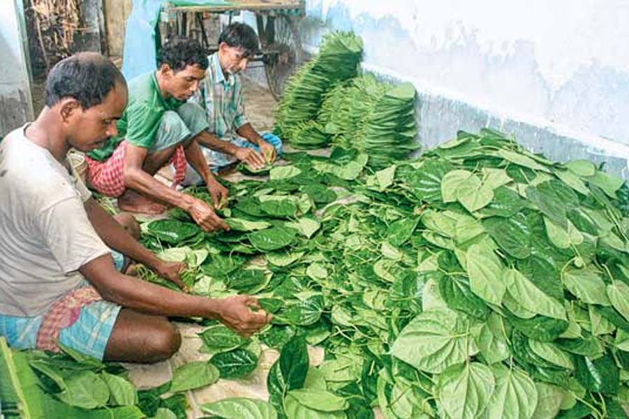 An image of Betel Farmers 