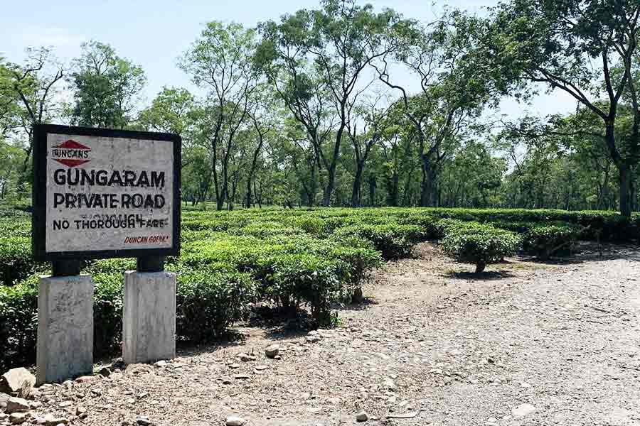 Gungaram Tea Garden