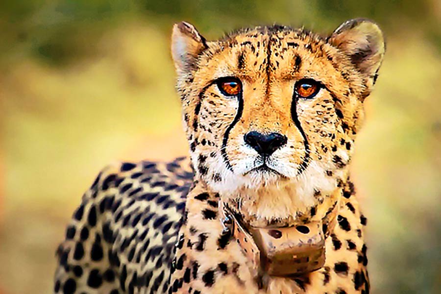 Cheetah.