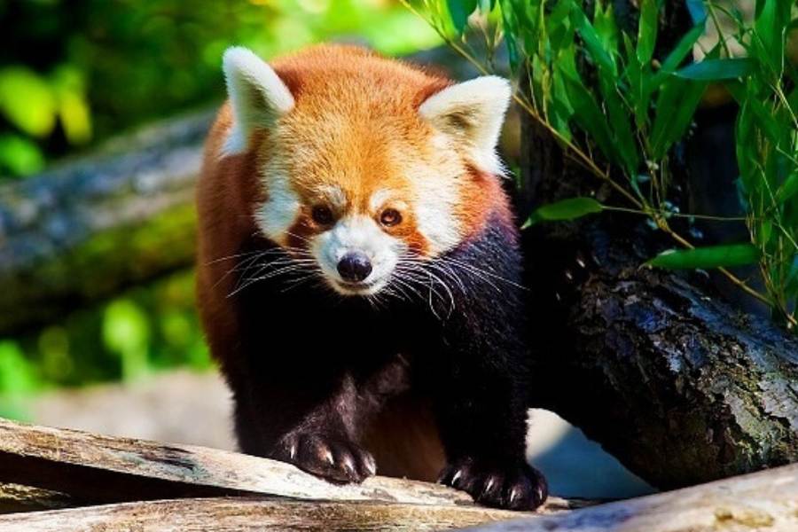 নামদাফা ন্যাশনাল পার্ক: বন্য জীবন দেখতে উৎসাহীরা এই ন্যাশনাল পার্কে এলে স্বর্গীয় আনন্দ উপভোগ করবেন। পূর্ব হিমালয়ের মিশমি পাহাড়ের কোলে এই ন্যাশনাল পার্কে স্নো লেপার্ড, ক্লাউডেড লেপার্ড, বাঘ সহ দেখতে পাবেন আরও অনেক কিছুই। 