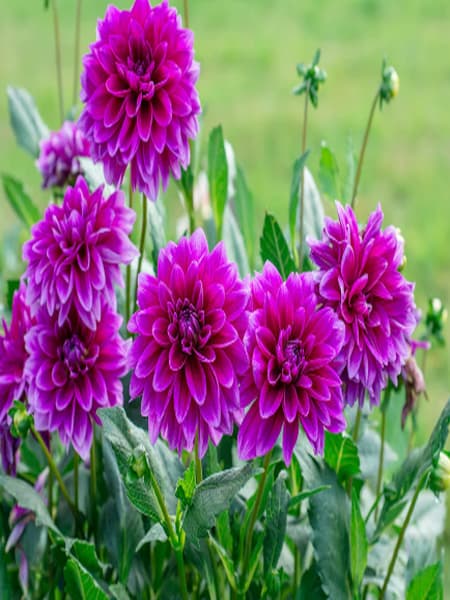 These 5 colorful and beautiful plants will enhance the beauty of the garden in winter dgtl