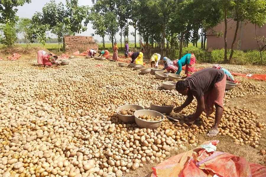 Loads of potatoes are lying is cold storage as their quality is in question