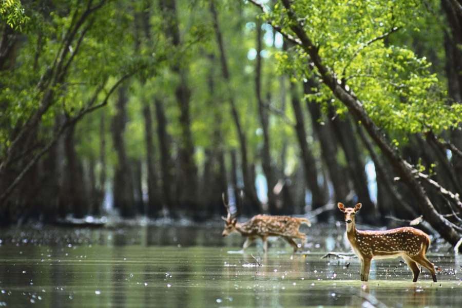 ৪. সুন্দরবন, খুলনা - বাংলাদেশের খুলনা,  সাতক্ষীরা,  বরগুনা,  বাগেরহাট,  পটুয়াখালি এবং ভারতের পশ্চিমবঙ্গের কিছু অংশ নিয়ে গড়ে উঠেছে ভয়ঙ্কর সুন্দর সুন্দরবন। বিশ্বের ঐতিহ্যবাহী স্থান হিসেবে 'ইউনেস্কো' স্বীকৃতি দিয়েছে এই বনাঞ্চলকে।  পৌঁছনোর ঠিকানা - খুলনার সুন্দরবন যেতে হলে বন অধিদফতরে নির্ধারিত 'ফি' দিয়ে অনুমতিপত্র এবং সঙ্গে অবশ্যই নিরাপত্তারক্ষী নিতে হয়। এখানকার সব দর্শনীয় স্থান ঘুরে দেখার একমাত্র মাধ্যম লঞ্চ ও ছোট জাহাজ। তবে পদ্মা সেতু চালু হওয়ায় এখন সড়ক পথেই বাংলাদেশের সুন্দরবন ভ্রমণে যেতে পারছেন মানুষ।