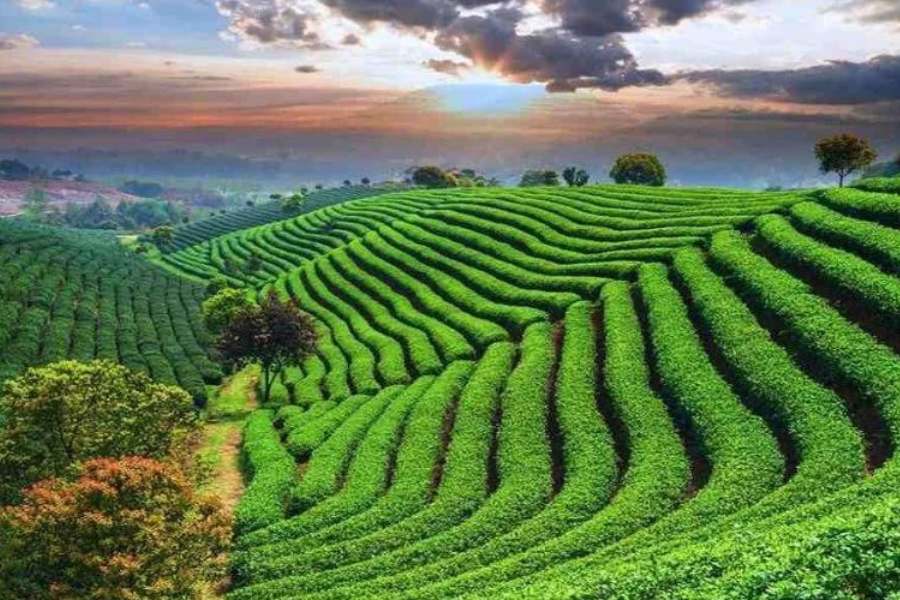 ১০. রজমালনীছড়া চা-বাগান,  সিলেট - ভারতীয় উপমহাদেশের সবচেয়ে বড় এবং সর্ব প্রথম প্রতিষ্ঠিত চা-বাগান ওপার বাংলায়। নাম, রজমালনীছড়া চা-বাগান। ১৮৪৯ সালে লর্ড হার্ডসনের তত্ত্বাবধানে দেড় হাজার একর জায়গার ওপর গড়ে তোলা হয় এই চা-বাগান। বর্তমানে বেসরকারি তত্ত্বাবধানে থাকা এই চা-বাগান ভ্রমণপিপাসুদের কাছে ভীষণ পছন্দের একটি জায়গা। কর্তৃপক্ষের অনুমতি নিয়ে নির্দ্বিধায় ঘুরে বেড়ানো যায় বাগানে। পৌঁছনোর ঠিকানা - বাস,  ট্রেন অথবা বিমান, এই তিন রুটের যেকোনও একটা ব্যবহার করে ঢাকা থেকে প্রথমে আসতে হবে সিলেট। এর পর শহরের যে কোনও জায়গা থেকে রিকশ কিংবা টোটোয়ে সহজেই পৌঁছনো যায় রজমালনীছড়া চা-বাগানে। থাকার জায়গা - এই ১০ দ্রষ্টব্যস্থানেই গেস্ট হাউস, স্টে হোম এবং কোথাও হোটেল আছে। খরচ-খরচা বছরের বিভিন্ন সময়ে ওঠা-নামা করে পর্যটকদের আনাগোনার উপর ভিত্তি করে বাংলাদেশি মুদ্রায়।