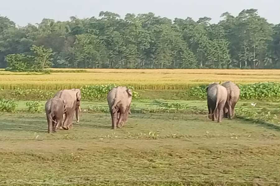 Image of the elephant herd