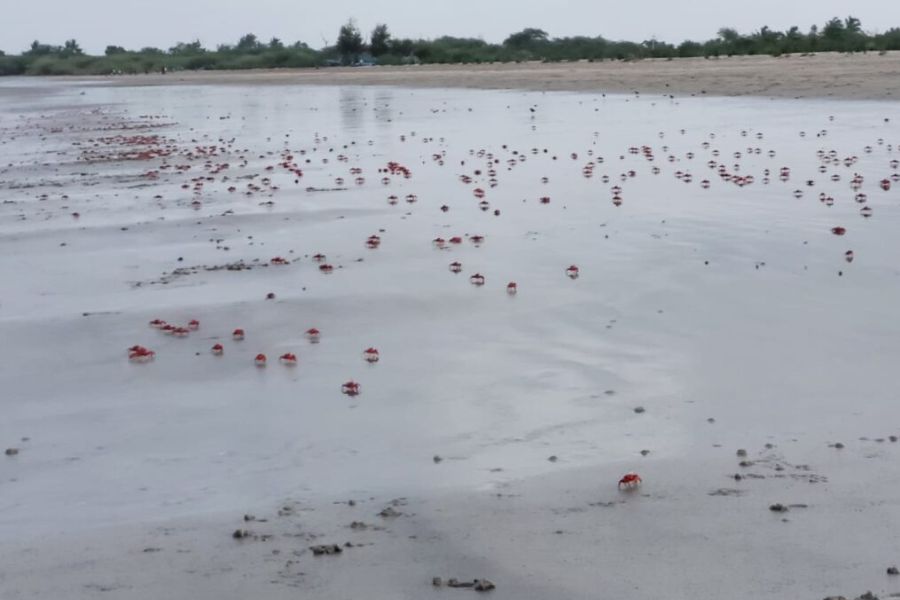 বছরের এই সময়টায় লালগঞ্জ সমুদ্র সৈকতে আবহাওয়াও চমৎকার। সকাল-বিকেল অল্প ঠান্ডা, বেলার দিকে চড়া রোদেও তেমন গরম টের পাওয়া যায় না। সন্ধেয় সৈকতের নোনা হাওয়া খেতে খেতে ওখানেই গরম গরম মাছ ভাজা খাওয়ার আনন্দ নিন। 