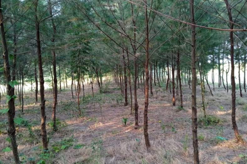 কলকাতা থেকে মাত্র ১৩০ কিলোমিটার দূরত্বের নিরিবিলি এই সমুদ্র সৈকতের কাছেই রয়েছে ম্যানগ্রোভ অরণ্য। আর সৈকতের লাগোয়া বড় বড় ঝাউগাছের জঙ্গল তো আছেই।