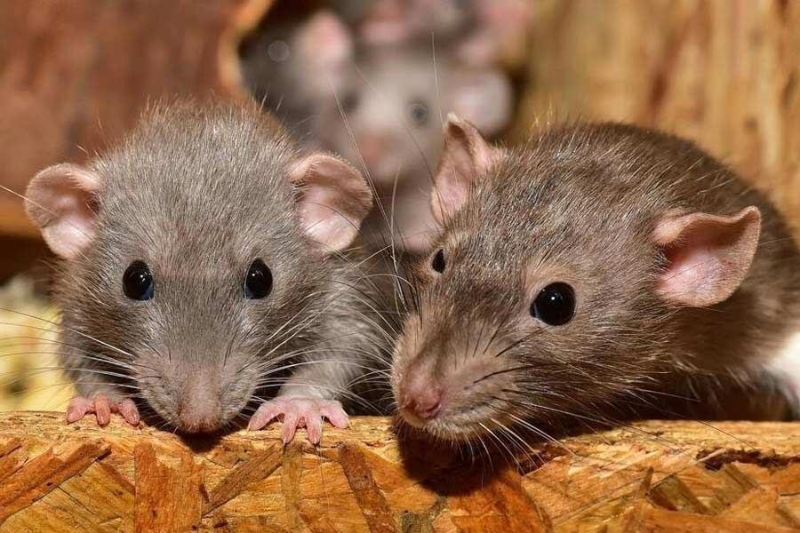 An image of rats