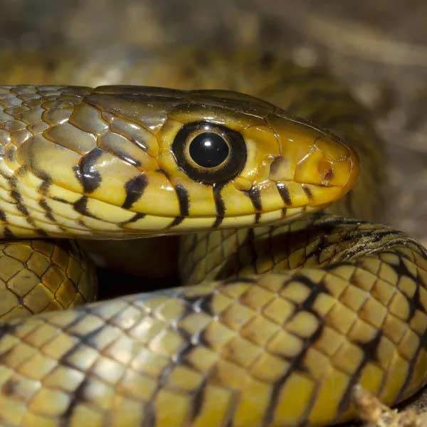 সাপের বিষ নিয়ে কেন এত হইচই? সাপ নিয়ে খেলা দেখানো, সাপকে ঘরে রাখা এবং এই সরীসৃপের বিষ বার করে নিয়ে নেশার জন্য তা ব্যবহার করা গুরুতর অপরাধ হিসাবে মানা হয়। এই ধরনের কাজের জন্য জেল পর্যন্ত হতে পারে। প্রসঙ্গত, বন্যপ্রাণ সংরক্ষণ, ১৯৭২ আইন অনুযায়ী, ভারতে সাপেদের সংরক্ষিত করা হয়েছে। সাপেদের পাচার রুখতেই এই আইন আনা হয়েছে। নিয়ম বলছে, যদি কোনও নিষিদ্ধ সাপ বা শিডিউল ১-এর মধ্যে পড়ে এ রকম সাপেদের (গোখরো, অজগর ইত্যাদি) যদি কেউ অপব্যবহার করেন, তা হলে জেল এবং জরিমানা দুটোই হতে পারে।