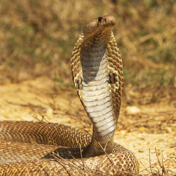 কোনও নিষিদ্ধ সাপ বা শিডিউল ১ অনুযায়ী, সাপের অপব্যবহার করলে বা সাপের কোনও ক্ষতি করলে অভিযুক্তের তিন থেকে সাত বছরের জেল হতে পারে। সঙ্গে হতে পারে এক লক্ষ টাকা জরিমানা।