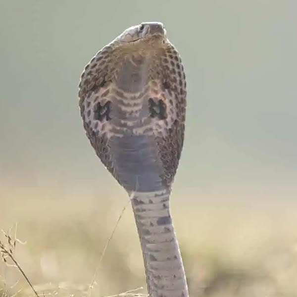 গোখরো এবং অন্য বিষধর সাপের চাহিদা দিন দিন বাড়ছে। বিশেষ করে বিষের জন্য এই সাপের চাহিদা বাড়ছে। পুলিশ সূত্রে খবর, গোখরোর এক গ্রাম বিষের দাম চার হাজার থেকে ২৬ হাজার টাকা পর্যন্ত হতে পারে। সাপ যত বিষধর হবে, তার উপর এই দামের বিষয়টি নির্ভর করবে। আন্তর্জাতিক বাজারে কোটিতেও বিক্রি হয় সাপের বিষ। এক লিটার বিষের দাম কয়েক কোটি টাকা।