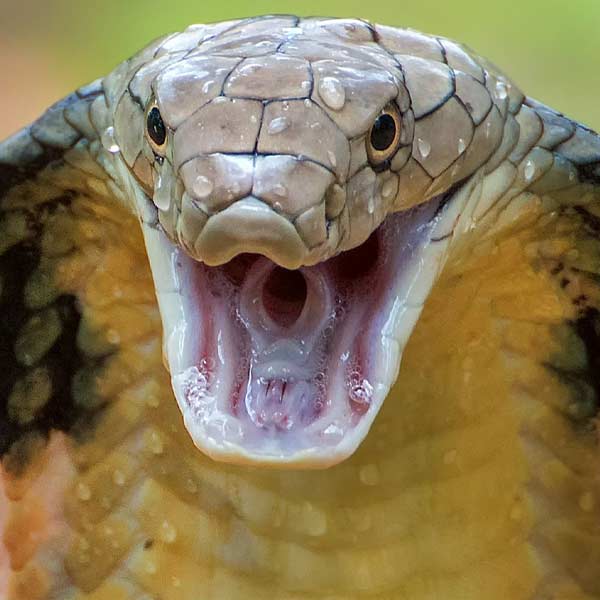 নেশার জন্য গোখরোর বিষ ব্যবহারের আগে তা কয়েকটি ধাপে ‘প্রসেস’ করে এমন পর্যায়ে নিয়ে আসা হয় যাতে ওই বিষ দিয়ে তৈরি মাদক সেবন করলে প্রাণহানি না হয়। মোটামুটি ভাবে ২০০টি গোখরো থেকে এক লিটার বিষ পাওয়া যায়।