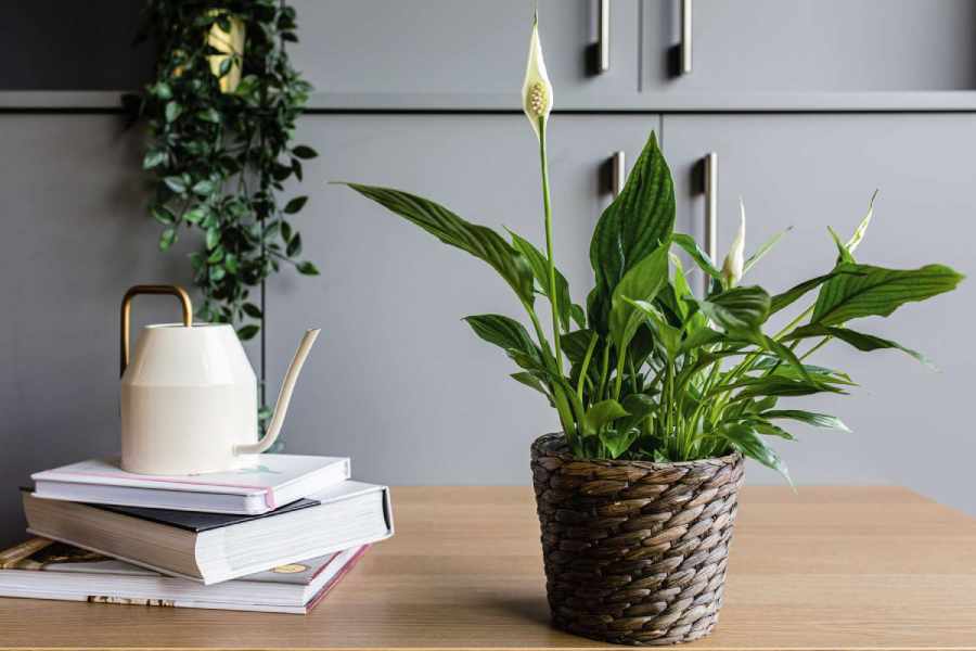 Five best air purifying indoor plants.