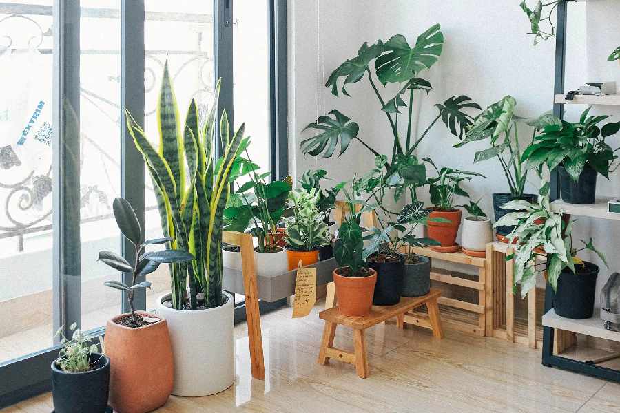 Five best air purifying indoor plants.