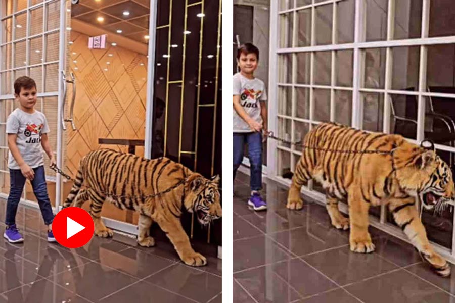 Pakistan YouTuber posts video of a boy with his pet tiger, internet reacts with shock.