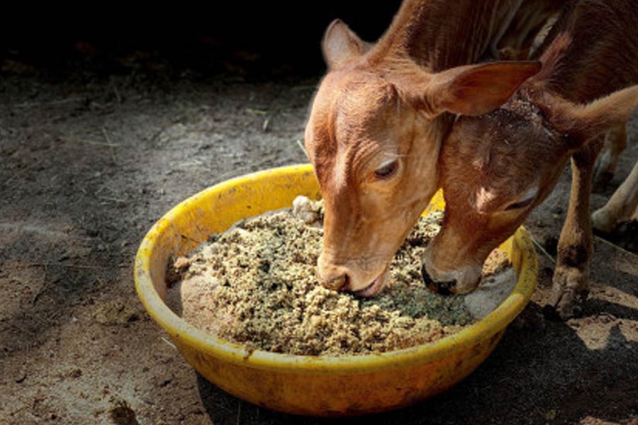 ঘটনাচক্রে, কলকাতা পুলিশ সূত্রে খবর, এই দীপেশকে এক সময়ে গ্রেফতার করেছিল লালবাজারও। চাষিদের কাছ থেকে ধান সংগ্রহে দুর্নীতির অভিযোগে গ্রেফতার হয়েছিলেন ওই ব্যবসায়ী। তদন্তকারীদের কাছে দীপেশ যে বয়ান দিয়েছিলেন, তা পরে পশুখাদ্য দুর্নীতি মামলার তদন্তের স্বার্থে বিহারের আদালতেও পাঠানো হয়েছিল।