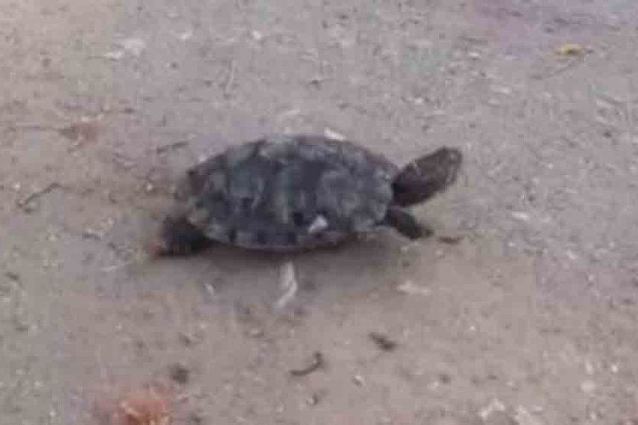 An image of Turtle