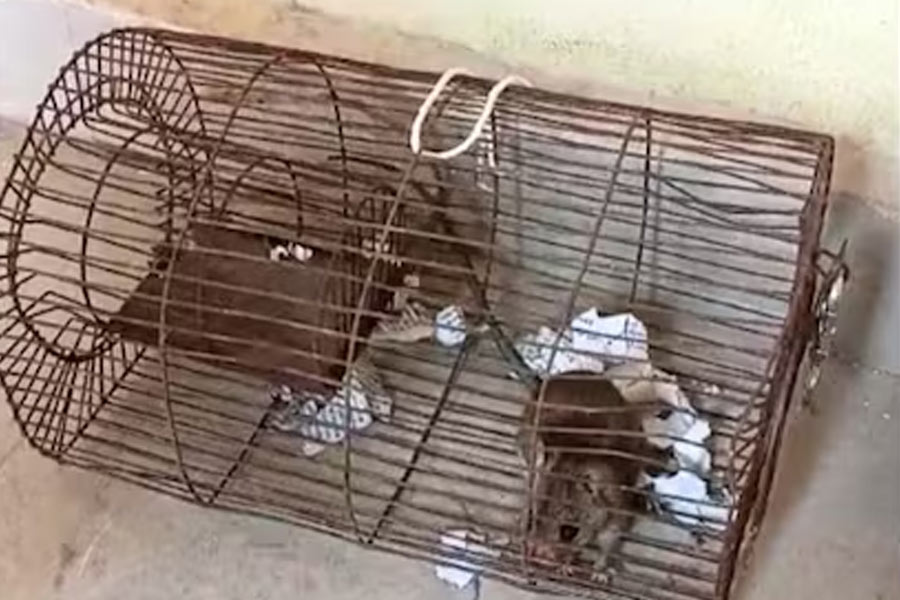 Cops in Madhya Pradesh hold rat for drinking seized liquor from warehouse