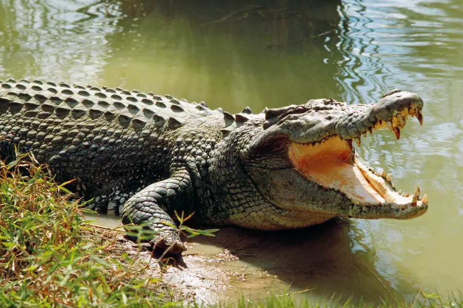 Australian man survives crocodile attack by biting reptile on its eyelid