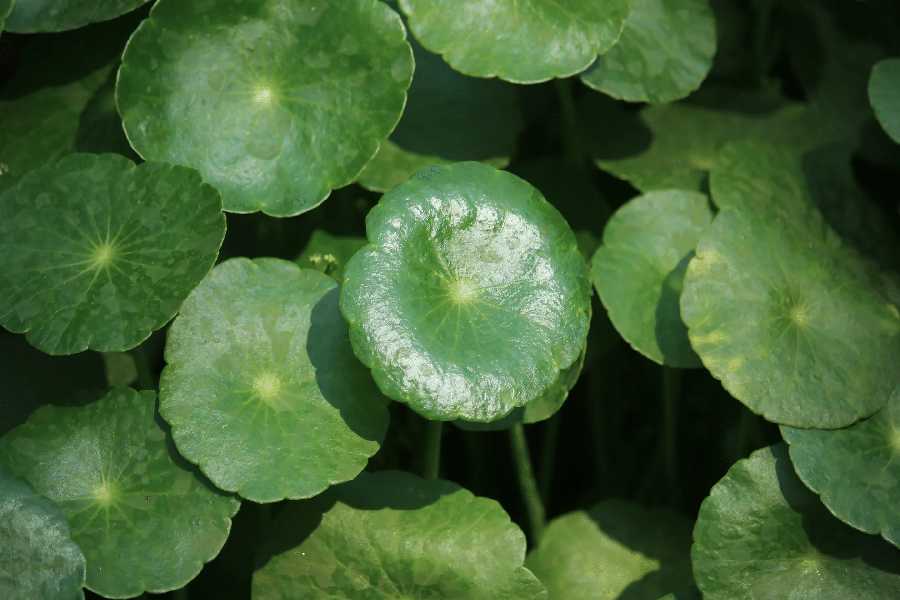 Beauty benefits of ayurvedic herb Gotu Kola or Thankuni.