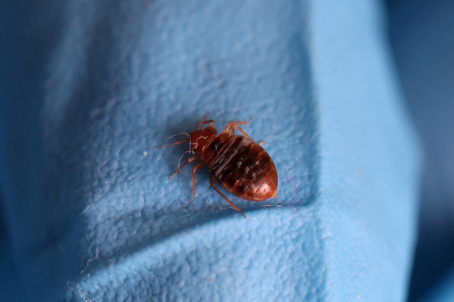 An image of Bed Bugs