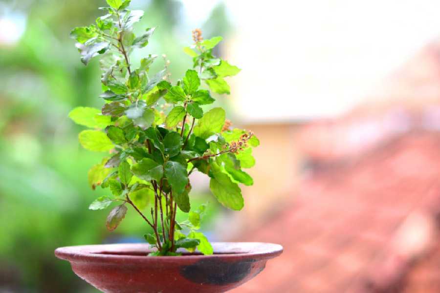 How to take care of your Tulsi plant in winter season.