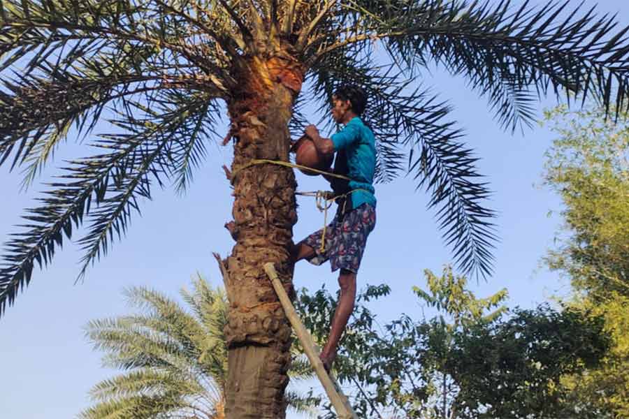 খেজুর গাছে লাগানো হচ্ছে হাঁড়ি। মহম্মদবাজারে।