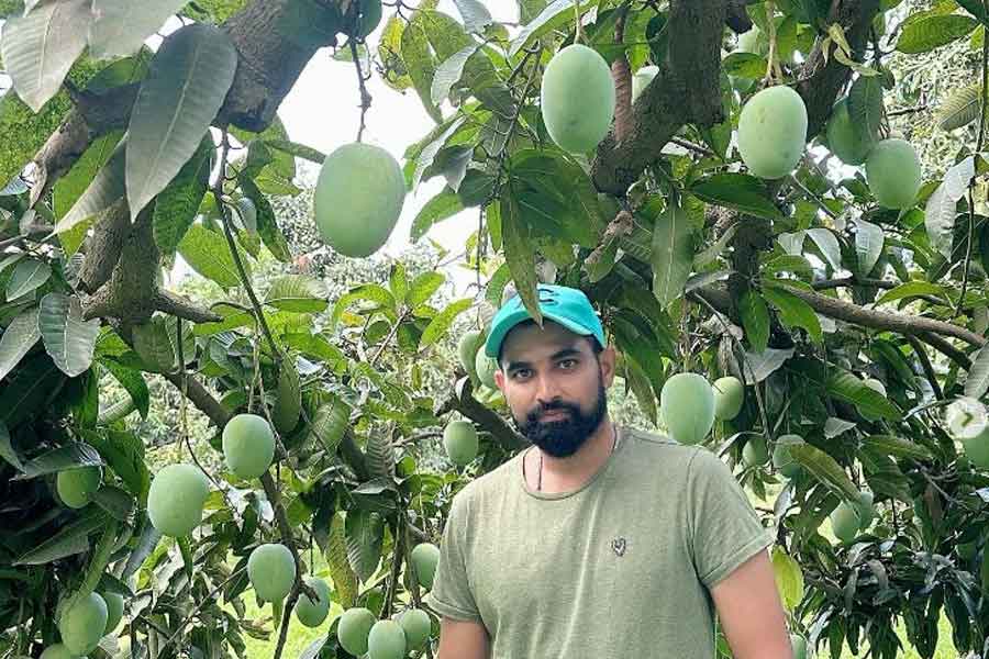 শামির বাগানবাড়ির চারদিকে সবুজের মেলা। আলাদা বাগানও রয়েছে সেই বাগানবাড়িতে। রয়েছে আম-জাম-কাঁঠাল গাছের সম্ভার।