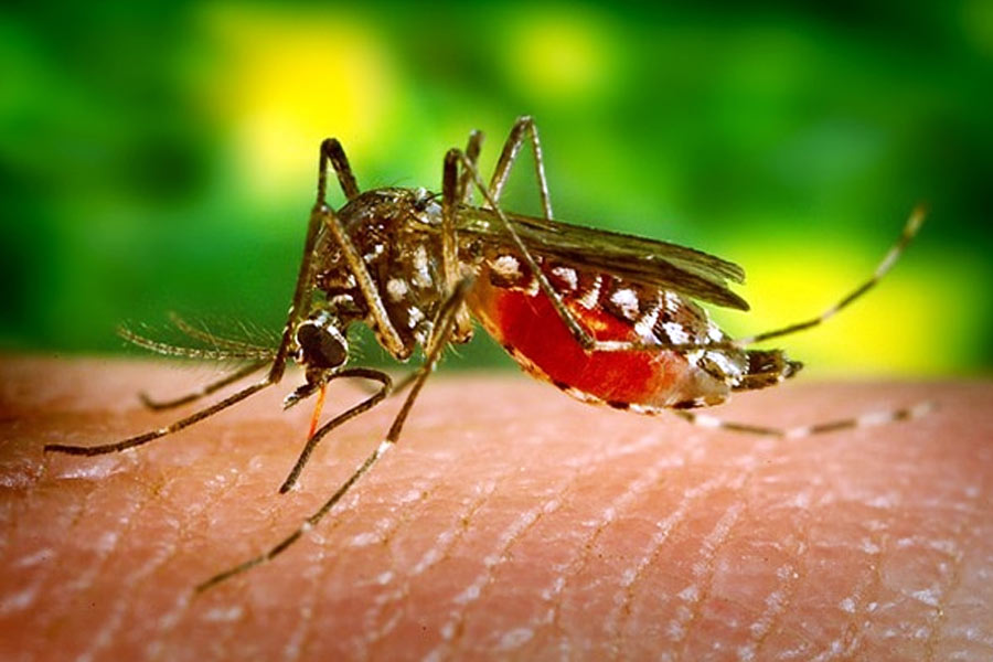 image of mosquito 
