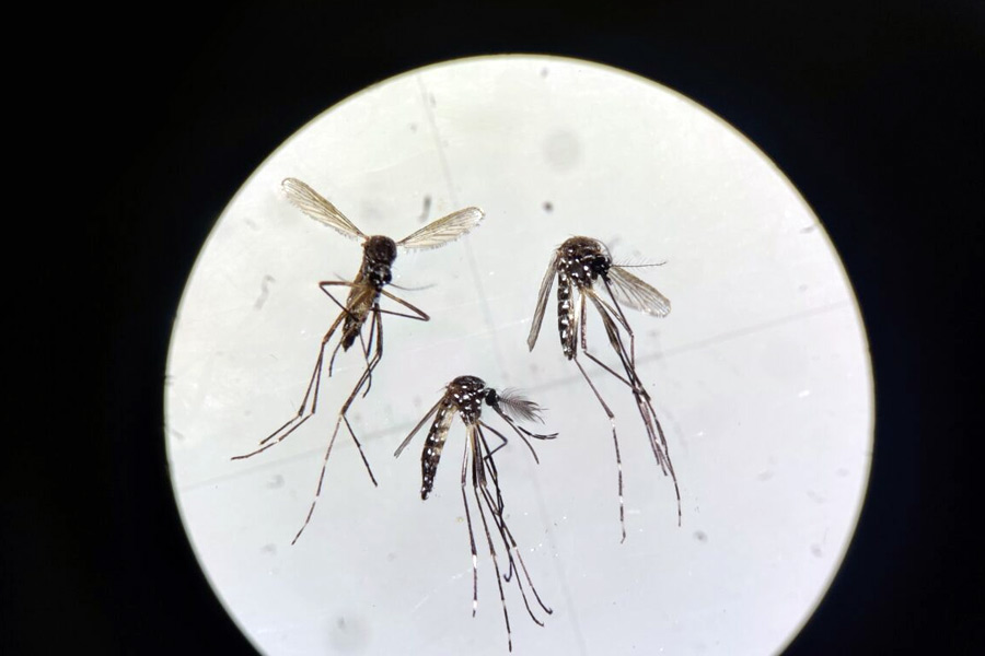 image of mosquito 