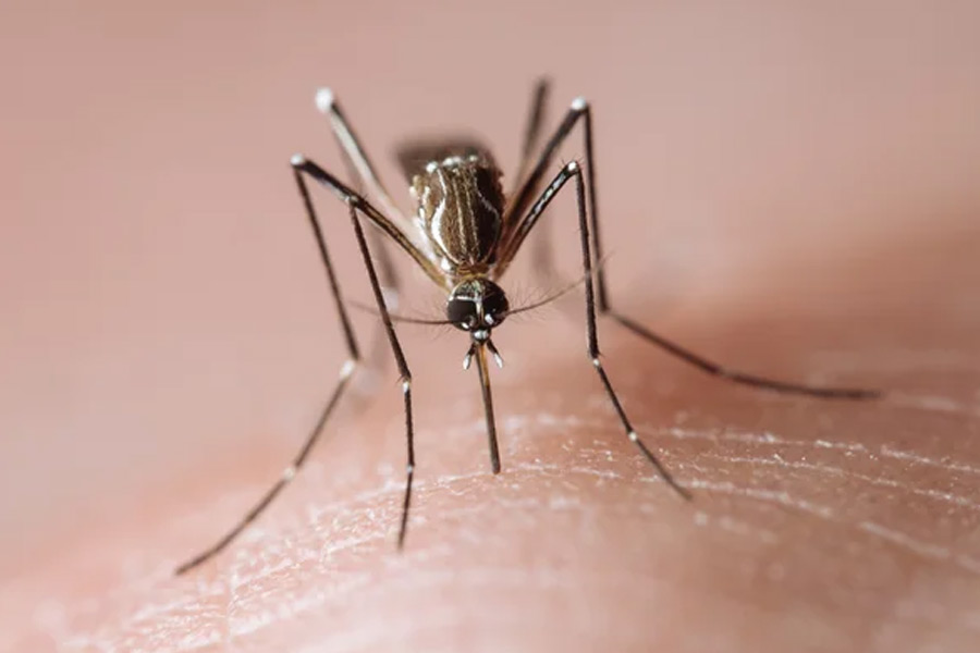 image of mosquito 