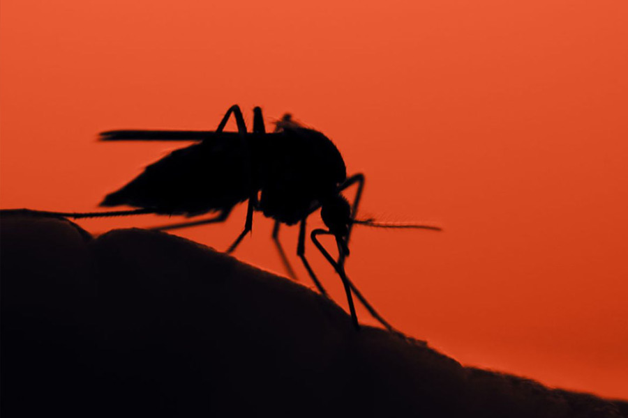 image of mosquito 