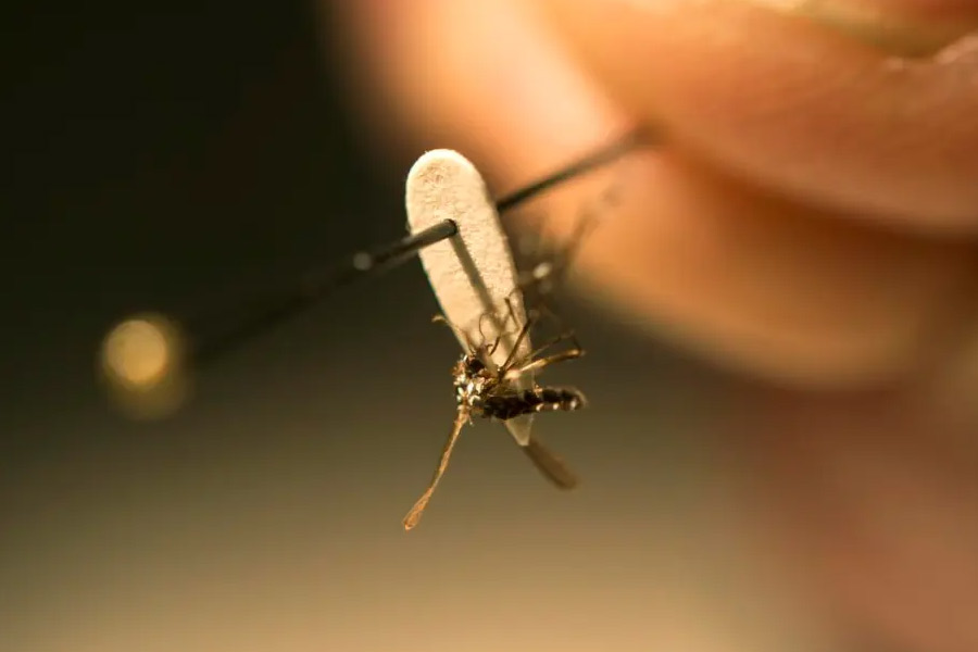 image of mosquito 