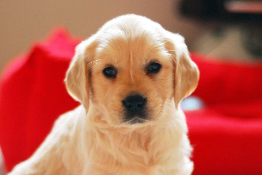 রেলস্টেশনের সামনে তবুও অপেক্ষা করত হাচিকো। যদি কোনও দিন বন্ধুর দেখা পায়। এই ঘটনা অবলম্বনে ২০০৯ সালে একটি ছবিও মুক্তি পেয়েছিল। আমেরিকার ডেইজ়ি উডরাফের কাহিনিও হাচিকোর কথা মনে করিয়ে দেয়। হাচিকো অপেক্ষা করেছিল তার মালিকের জন্য, ডেইজ়ি অপেক্ষা করেছিল তার মৃত সন্তানদের জন্য।