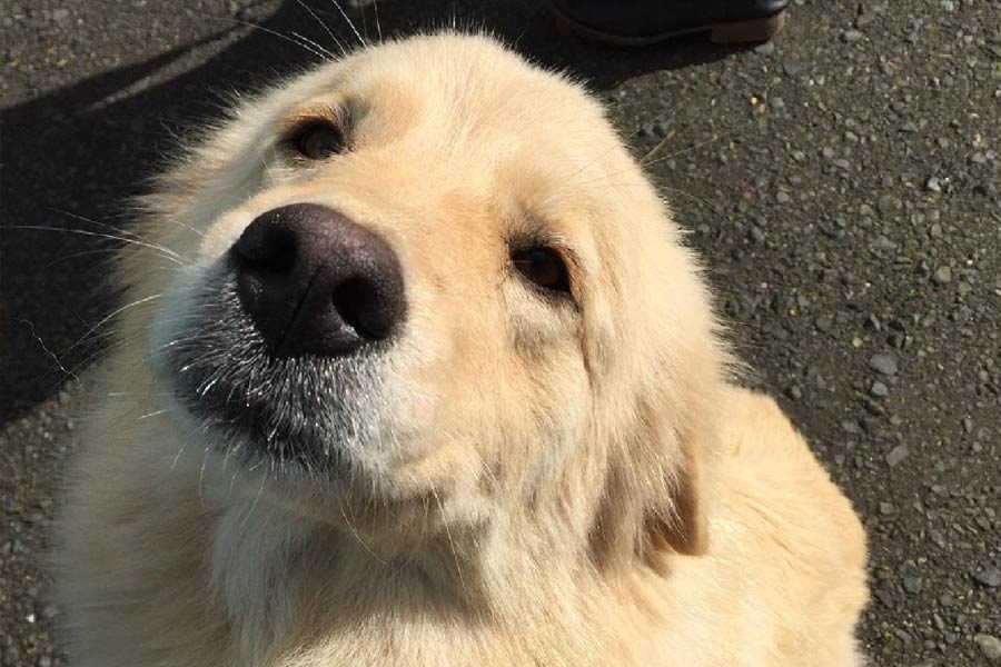 ২০১৭ সালের ঘটনা। সাতটি সন্তানের জন্ম দেয় ডেইজ়ি। ল্যাব্রাডর প্রজাতির কুকুর সে। কুকুরছানাদের জন্ম দেওয়ার পর মালিকের বাড়ির গুদামঘরে আশ্রয় নিয়েছিল সে।