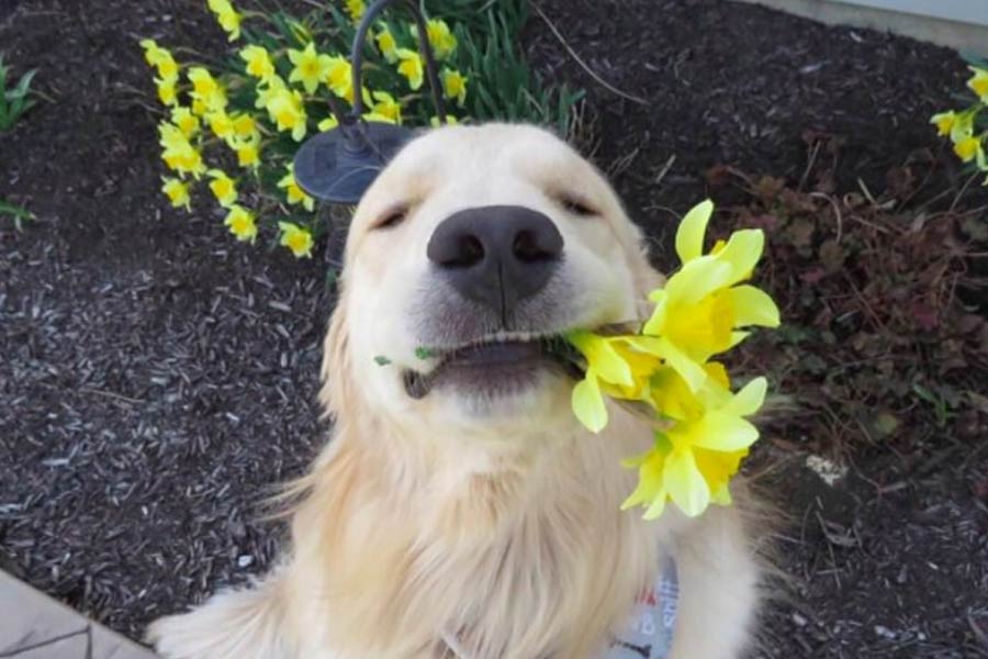 সাত সন্তান জন্ম দেওয়ার তিন সপ্তাহ পর ঘটে দুর্ঘটনা। ডেইজ়ির মালকিন জেসিকা উডরাফ এক সাক্ষাৎকারে এই ঘটনার উল্লেখ করেছিলেন। আমেরিকার ওরেগন এলাকার রোসবার্গের বাসিন্দা জেসিকা।