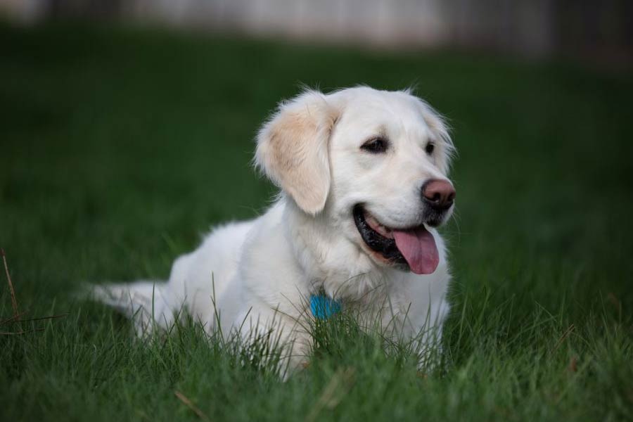 গুদামঘরে আগুন লাগার পর বার বার তার মধ্যে ঝাঁপিয়ে পড়ার চেষ্টা করেছিল ডেইজ়ি। জেসিকা বলেছিলেন, ‘‘ডেইজ়িকে কোনও ভাবে আমরা আটকে রেখেছিলাম। তখন বড্ড দেরি হয়ে গিয়েছিল।’’
