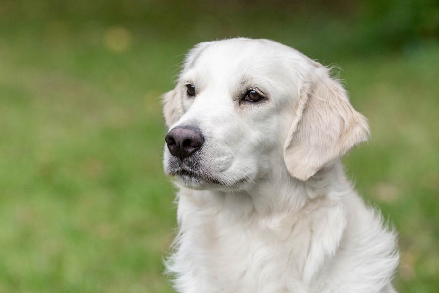 গুদামঘরের সামনে বসে চিৎকার করত ডেইজ়ি। জেসিকা জানিয়েছিলেন, কখনও কখনও গুদামঘরের দিকে তাকিয়ে থেকে ফুঁপিয়ে কেঁদে উঠত ডেইজ়ি।