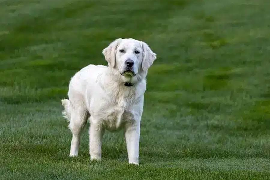 ডেইজ়ির কষ্ট আর সহ্য করতে পারছিলেন না জেসিকা। ডেইজ়ির মানসিক অবস্থার কথা সমাজমাধ্যমে লিখে জানিয়েছিলেন তিনি। অন্য কুকুরছানা দত্তক নেওয়ার ইচ্ছাপ্রকাশ করেছিলেন জেসিকা।