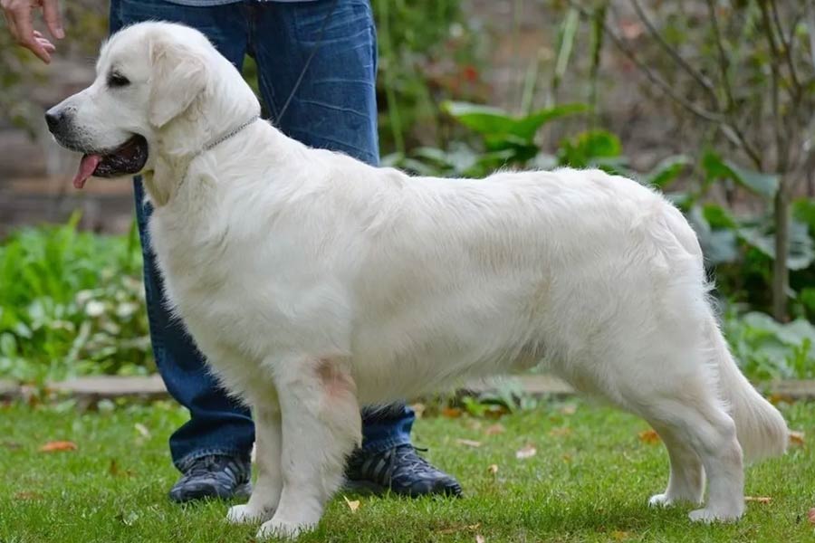 জেসিকা এবং লোরনা দু’জনে সিদ্ধান্ত নেন যে বড় হওয়া না পর্যন্ত আটটি কুকুরছানার দেখাশোনার দায়িত্ব নেবে ডেইজ়ি। কথামতো কুকুরছানাগুলিকে জেসিকার বাড়ি পাঠিয়ে দিয়েছিলেন লোরনা।