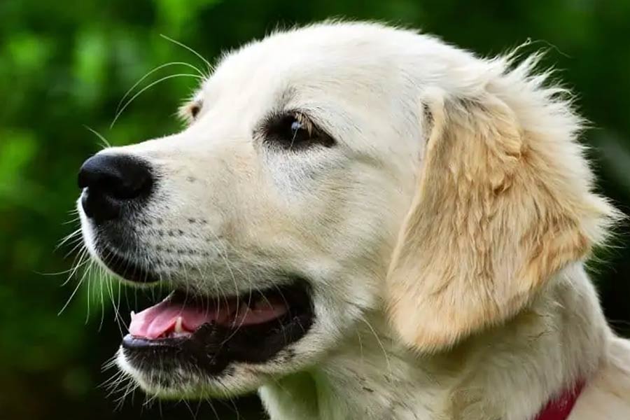 জেসিকা জানিয়েছিলেন, কুকুরছানাগুলিকে ডেইজ়ির কাছে নিয়ে আসার পর ডেইজ়ির ব্যবহারে আমূল পরিবর্তন দেখা যায়। কুকুরছানাগুলিকে নিজের সন্তানের মতোই আগলে রাখে ডেইজ়ি।